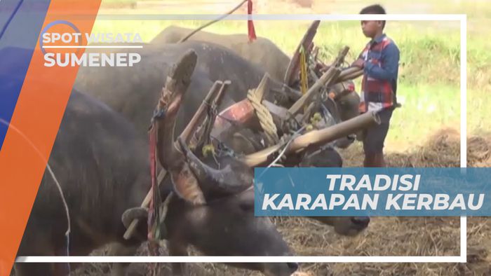 Mamajir, Tradisi Budaya Adu Kecepatan Lari Kerbau di Sawah, Sumenep