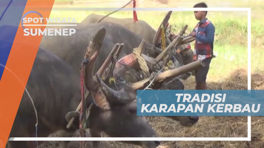 Mamajir, Tradisi Budaya Adu Kecepatan Lari Kerbau di Sawah, Sumenep