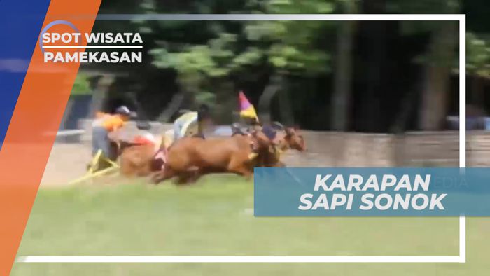 Serunya Tradisi Budaya Karapan Sapi dan Sapi Sonok di Pamekasan, Jawa Timur