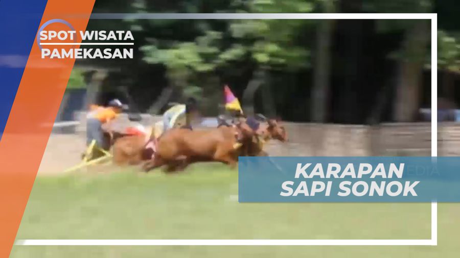 Serunya Tradisi Budaya Karapan Sapi dan Sapi Sonok di Pamekasan, Jawa Timur