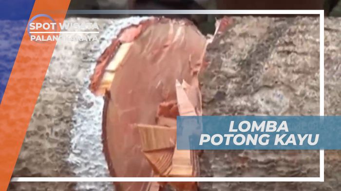 Maweneng, Tradisi Unik Lomba Potong Kayu Suku Dayak, Palangkaraya