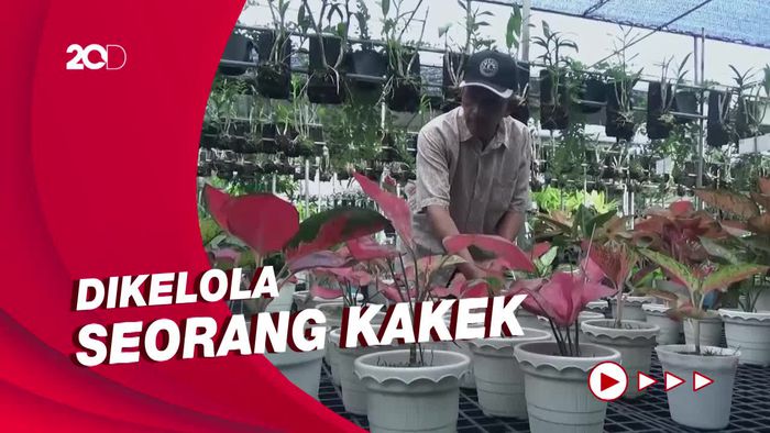 Budidaya Tanaman Hias Aglonema Bisa Untung Jutaan Rupiah