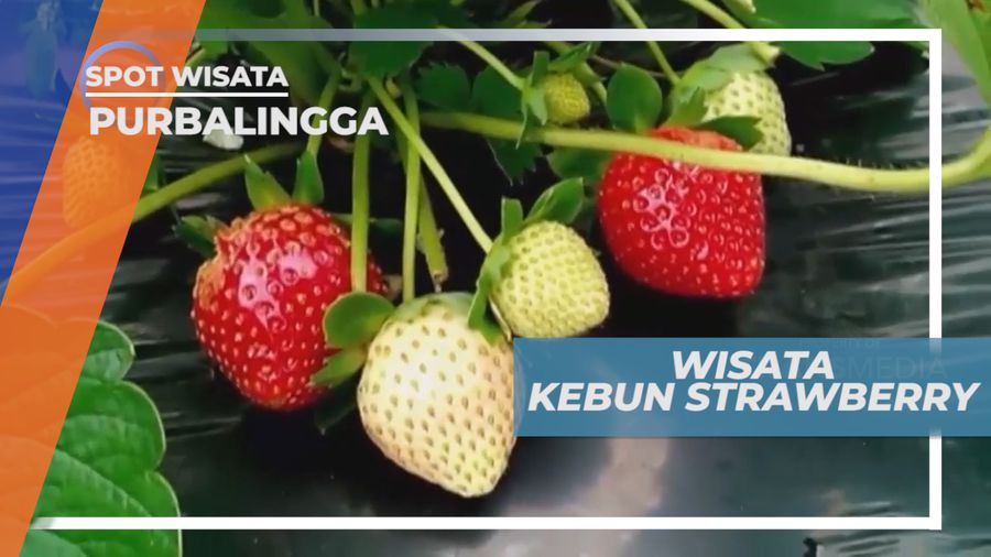 Liburan Seru, Mengunjungi Agrowisata Kebun Strawberry, Purbalingga