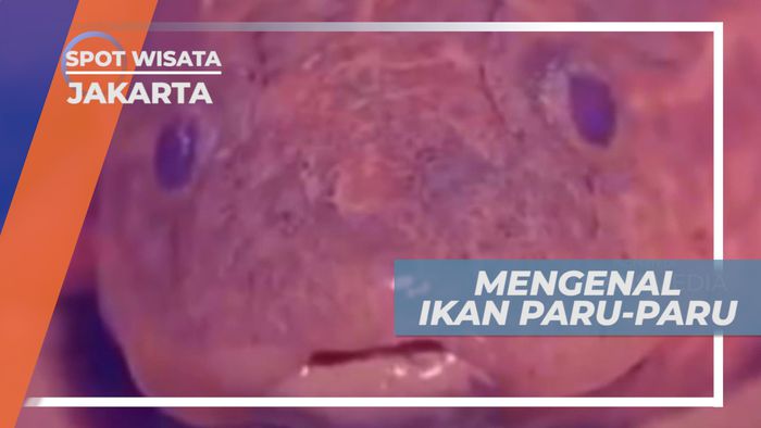 Lung Fish, Ikan Paru-paru Afrika yang Mampu Hidup Tanpa Air, Jakarta