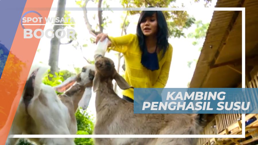Kambing Etawa, Kambing Primadona Penghasil Susu Berkualitas, Bogor