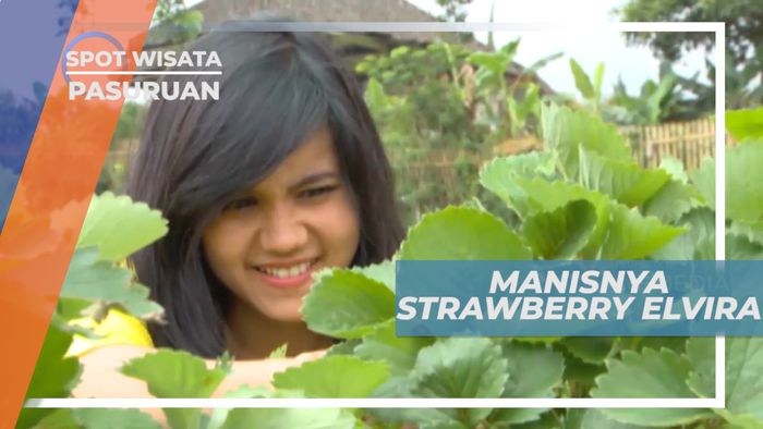 Menikmati Cita Rasa Manis Buah Mungil Kaya Manfaat, Pasuruan