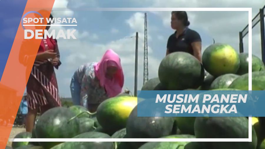 Asiknya Memanen Semangka Langsung di Kebunnya, Demak