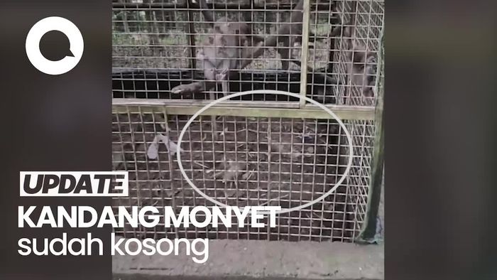 Bima Arya-BKSDA Sidak Bogor Mini Zoo Buntut Viral Bayi Monyet Mati