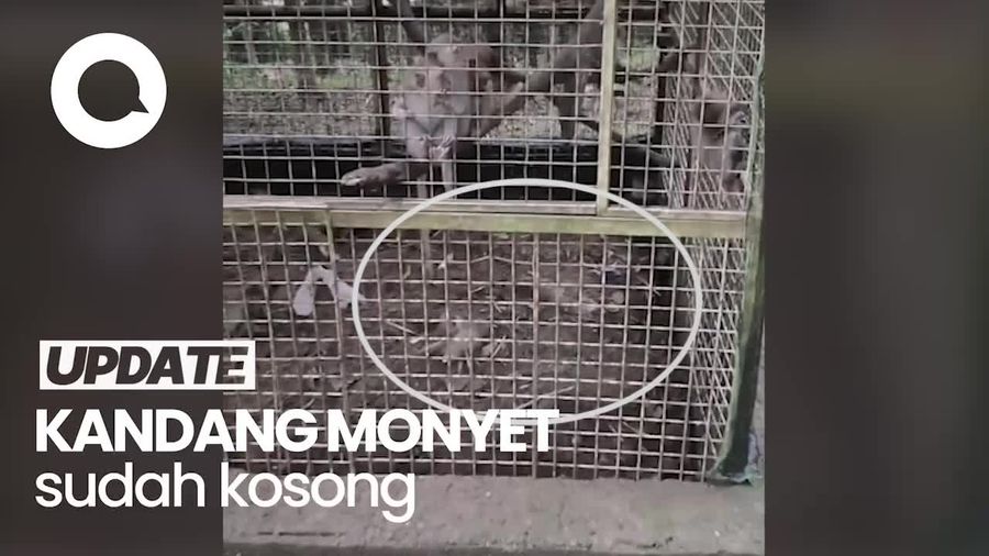 Bima Arya-BKSDA Sidak Bogor Mini Zoo Buntut Viral Bayi Monyet Mati