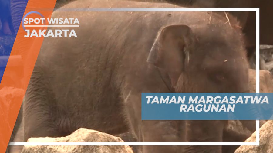 Liburan Seru, Mengenal Hewan Lucu di Taman Margasatwa, Jakarta