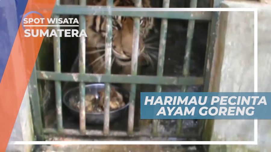 Harimau Unik, Pecinta Ayam Goreng dan Nasi, Pematangsiantar
