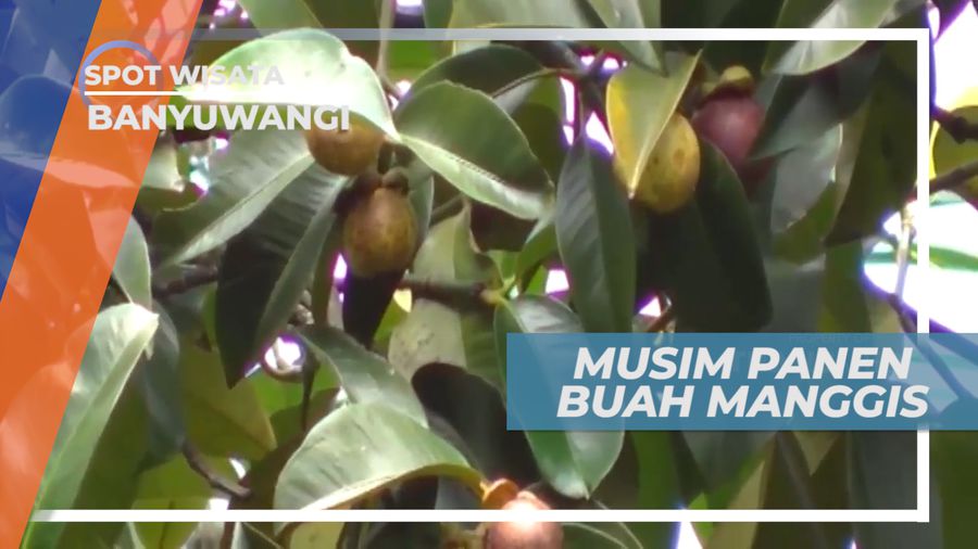 Memanen Buah Manggis Langsung dari Kebunnya, Banyuwangi
