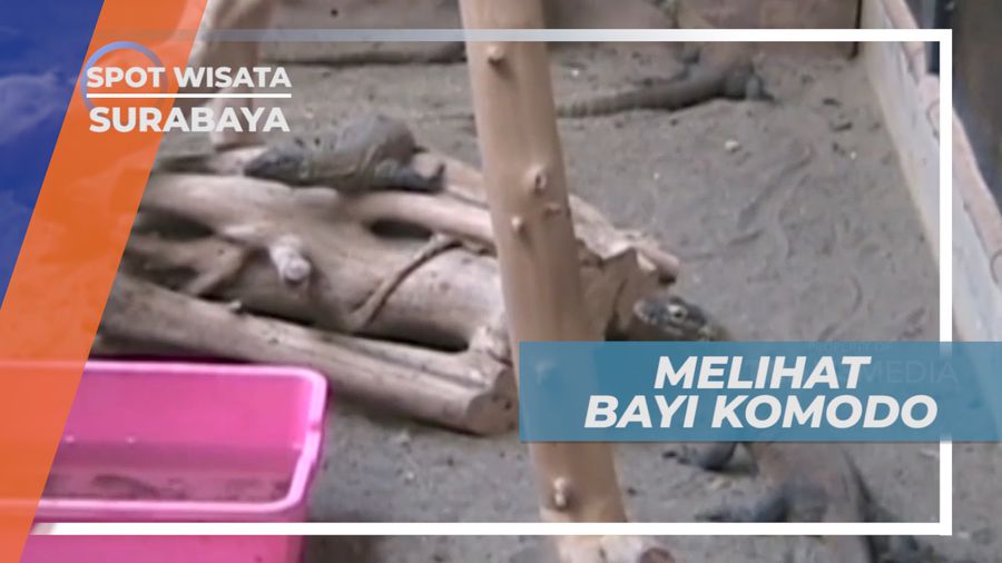 Telur Kadal Raksasa Menetas di Kebun Binatang Surabaya