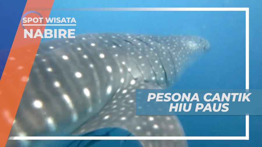 Pesona Kencatikan Hiu Paus Membuat Takjub Pengujung Teluk Cendrawasih, Nabire