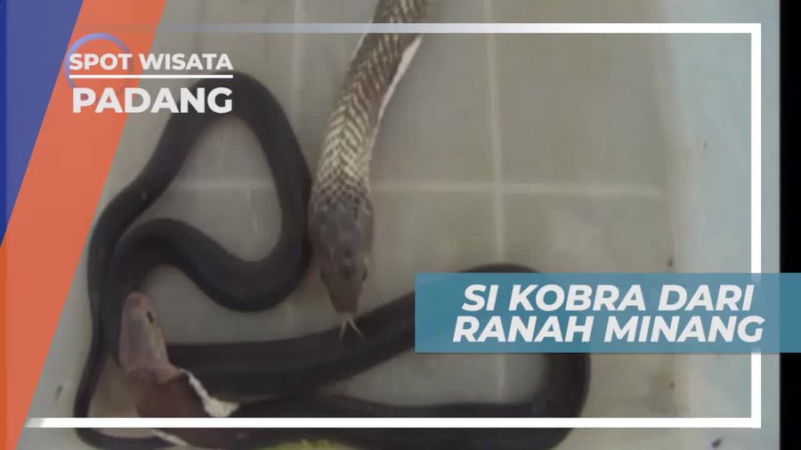 Ular Sendok, Raja Kobra Sumatera dari Ranah Minang, Padang