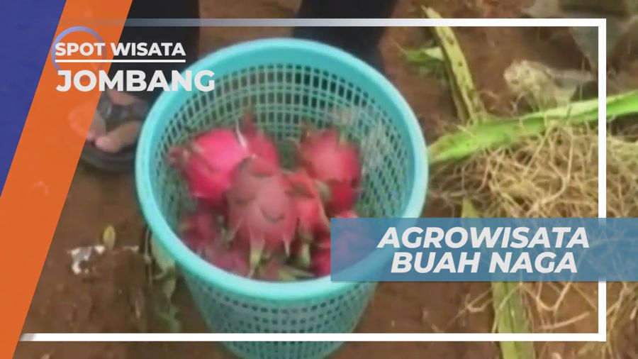 Agrowisata Buah Naga di Kaki Gunung Anjasmoro Jombang