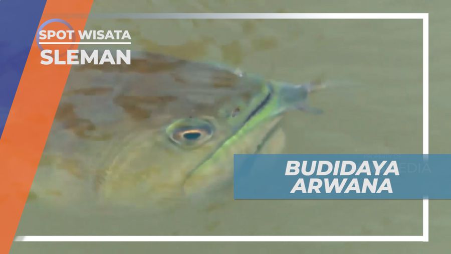 Budidaya Arwana, Ikan Eksotis dengan Warna yang Indah, Sleman