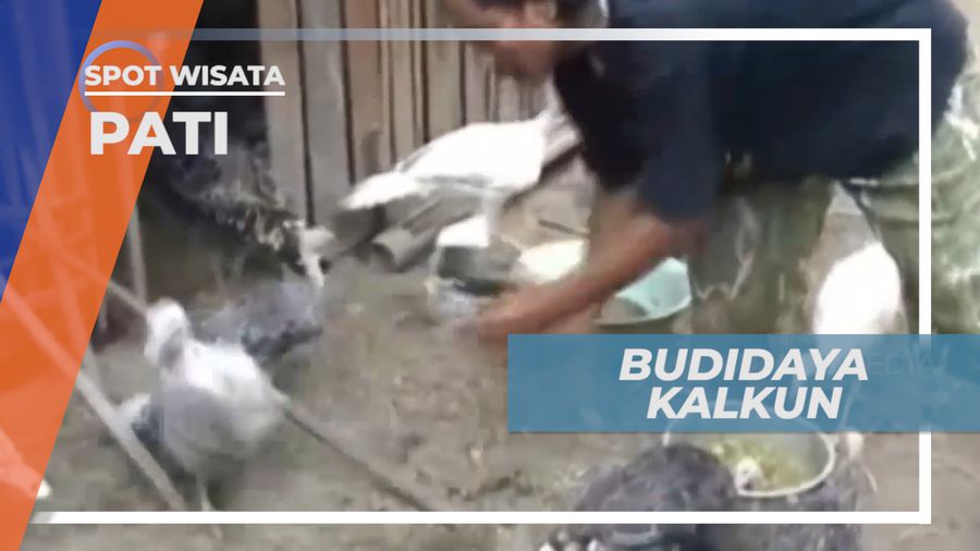 Budidaya Kalkun, Tak Biasa Namun Menghasilkan Rupiah, Pati