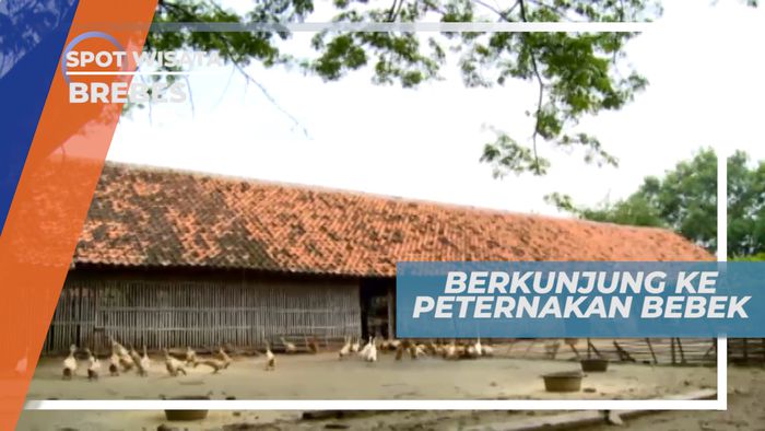 Budidaya Bebek, Menguntungkan dari Mulai Daging sampai Telur, Brebes