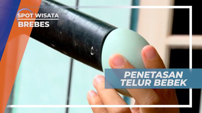 Telur Bebek yang Dipelihara Sampai Menetas, Brebes