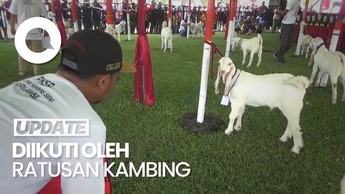 Meriahnya Kontes Kambing di Lumajang