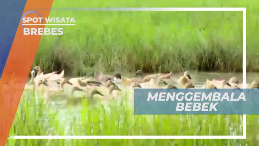 wisata andalan,spot liburan,jawa tengah,brebes,wisata kota