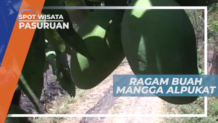 Mangga Alpukat, Mangga Unik Menyerupai Alpukat yang Manis Nan Legit, Pasuruan