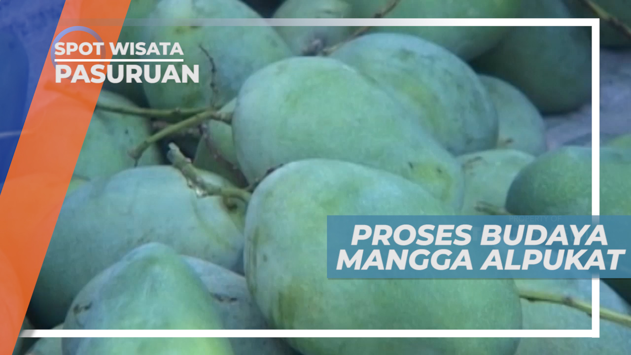 Budidaya Buah Lokal: Kunci Peningkatan Ekonomi dan Usaha Produktif di Desa Kuripan Kidul