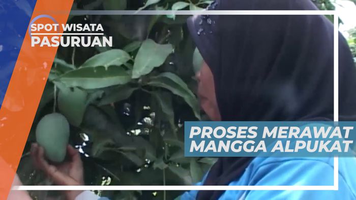 Lika-liku Proses Perawatan Pohon Mangga Alpukat, Pasuruan