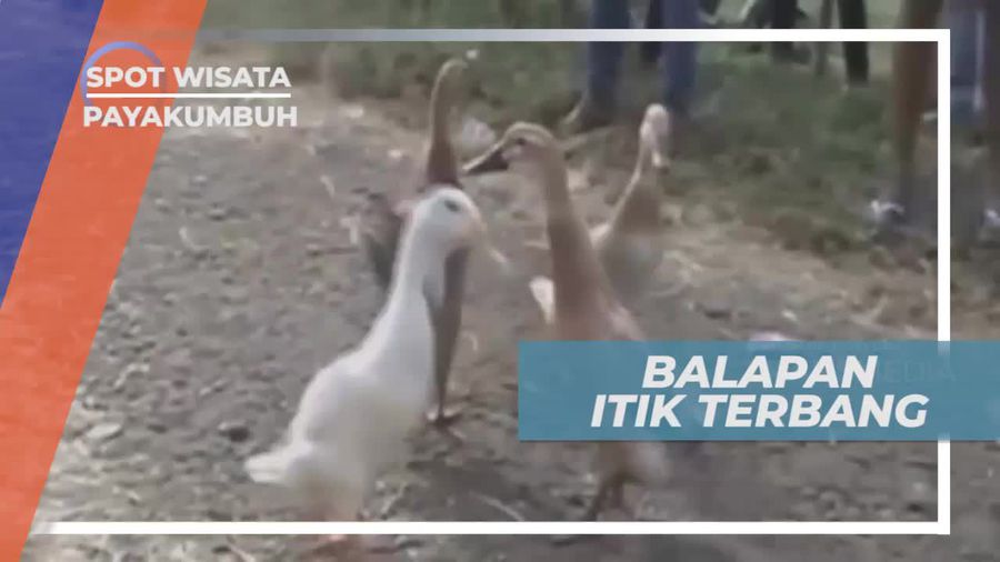 Adu Cepat Balap Itik Terbang di Payakumbuh Sumatera Barat         