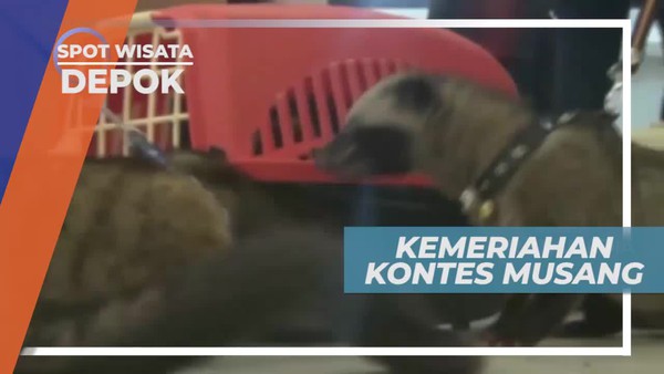 Keseruan Kontes Musang di Depok Jawa Barat