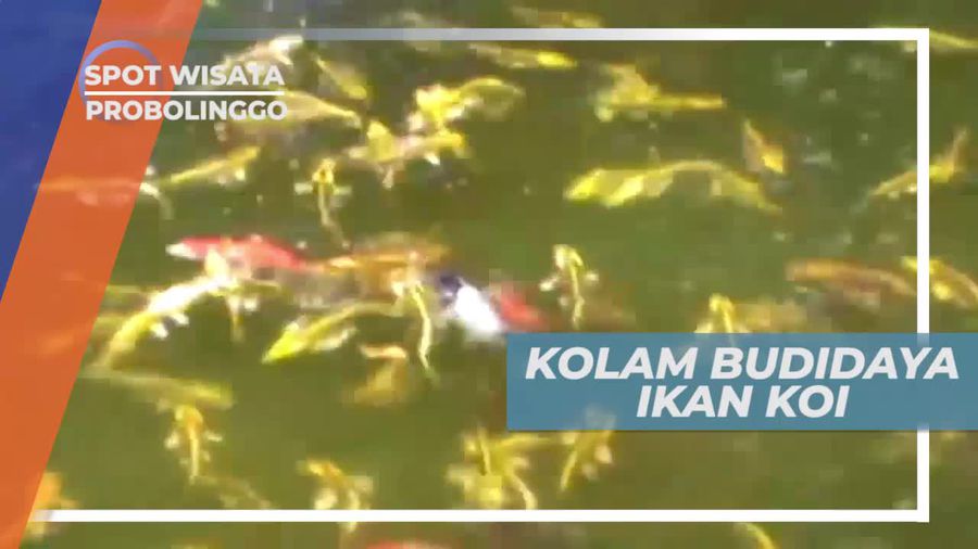 Kolam Budidaya Ikan Koi di Probolinggo Jawa Timur
