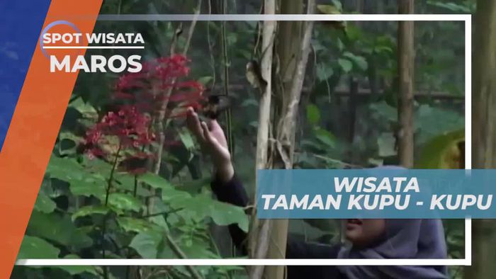 Mengenal Aneka Spesies Kupu-kupu di Maros Sulawesi Selatan        
