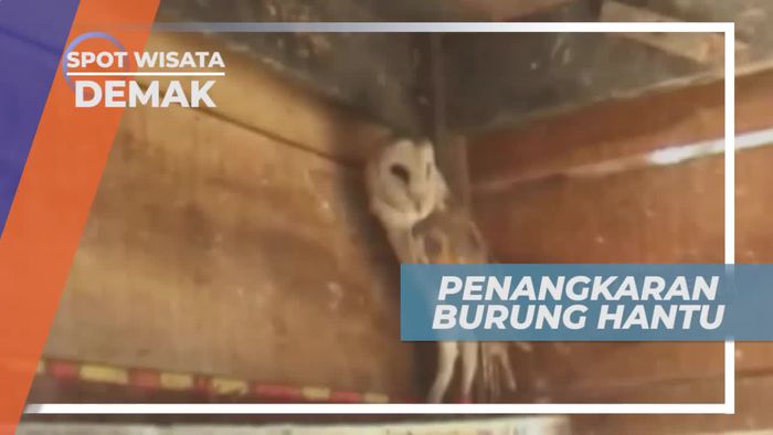 Berkunjung ke Penangkaran Burung Hantu di Demak      