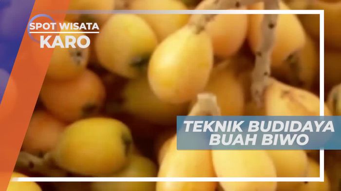 Mengenal Teknik Budidaya Buah Biwo, Karo Sumatera Utara     