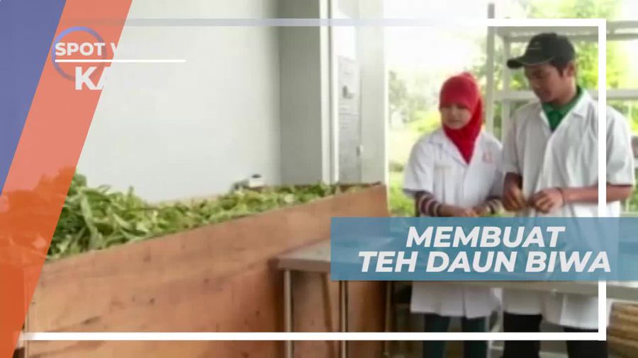 Membuat Teh Daun Biwa, Karo Sumatera Utara     