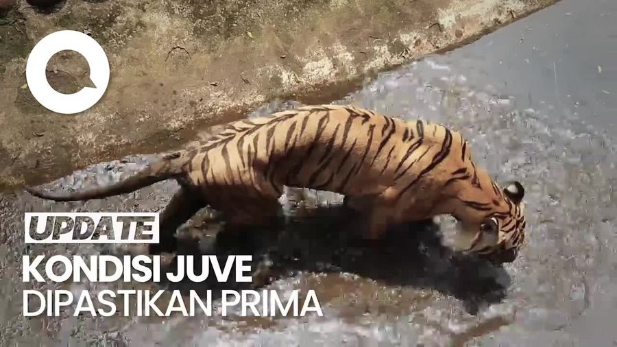 Melihat Juve, Harimau Benggala yang Viral Gegara Dinilai Kurus