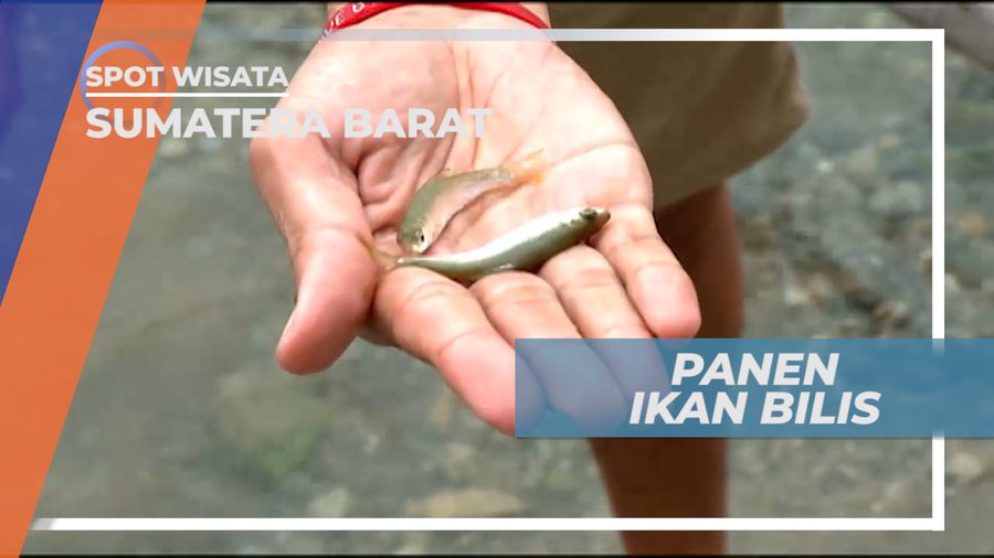Panen Ikan Bilis yang Dipakai untuk Menambah Citarasa, Sumatera Barat