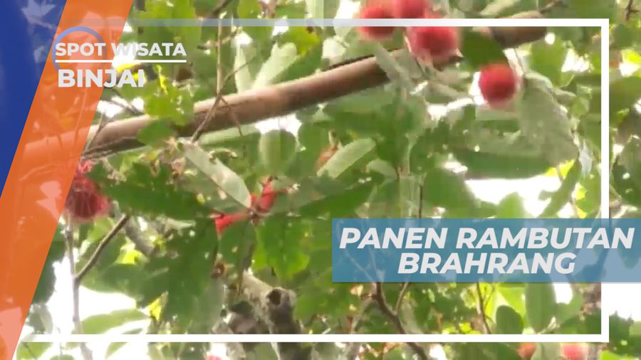 Senangnya Panen Buah Rambutan Brahrang Langsung dari Kebunnya, Binjai