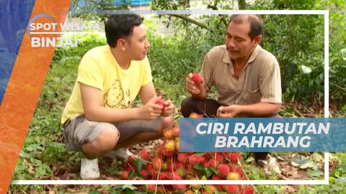 Ciri-ciri Khas Buah Rambutan Brahrang yang Manis Legit, Binjai