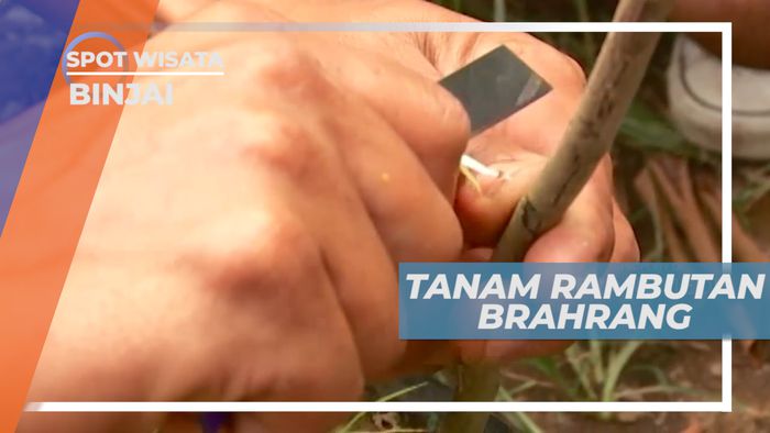 Proses Tanam Pohon Rambutan Brahrang, Binjai