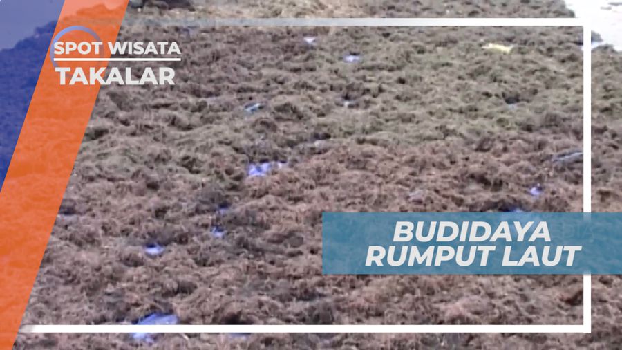Mengujungi Tempat Budidaya Rumput Laut Terbesar di Sulawesi Selatan, Takalar