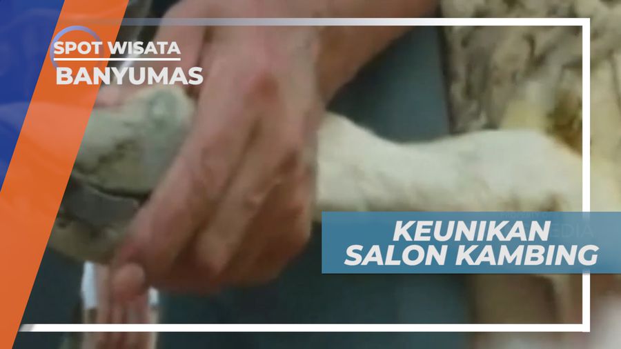 Salon Kambing, Membuat Kambing Tampil Menawan, Banyumas