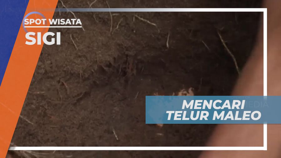 Berburu Telur Burung Maleo di Taman Nasional Lore Lindu, Sigi