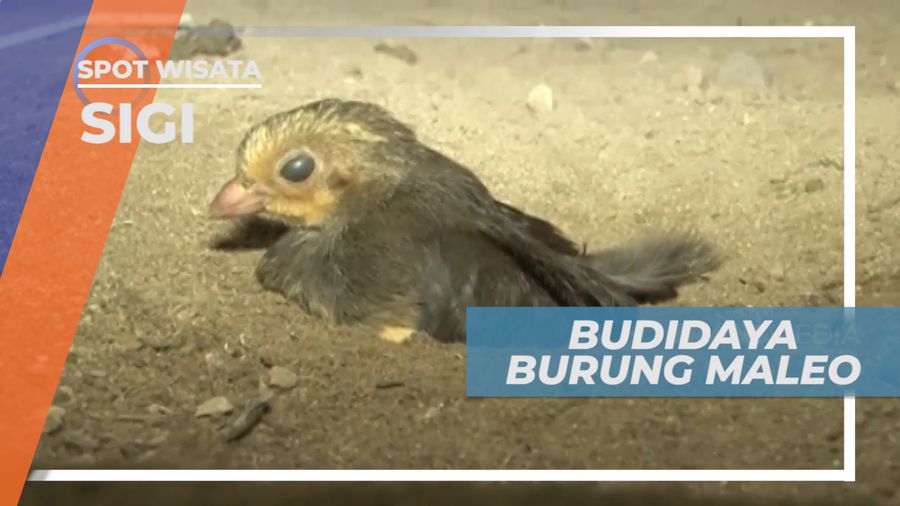 Lika-liku Proses Penetasan Telur Burung Maleo, Sigi