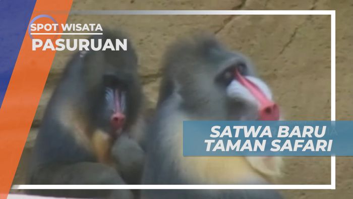 Mandrill, Koleksi Satwa Baru di Kebun Binatang Prigen, Pasuruan
