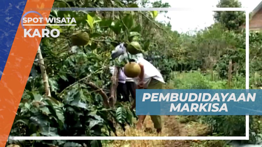 Kabupaten Karo, Pusat Pembudidayaan Buah Markisa, Karo