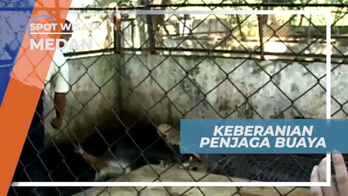 Profesi Penjaga Penangkaran Buaya yang Memerlukan Keberanian, Medan