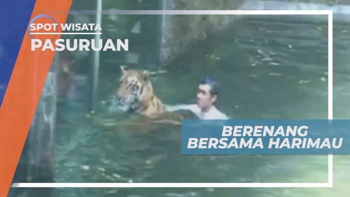 Harimau Benggala yang Jinak di Taman Safari Prigen, Pasuruan