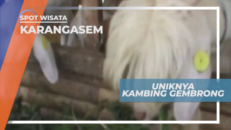 Kambing Gembrong yang Unik dan Berbulu Lebat, Karangasem